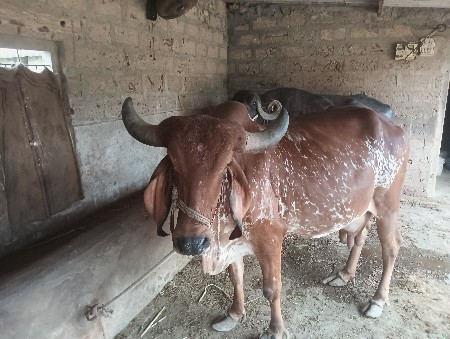 ગાય વેશવાની છે  ૭ લીટર દૂધ છે.