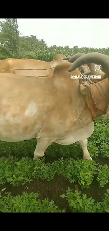 બરધ  વેશવાના છેધર3
