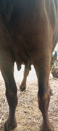 vechvani se