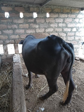 ભેસ વેચવા ની છે