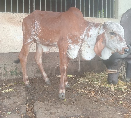 ગીર વાશડી૧૦ મહીનાની આપવા ની છે