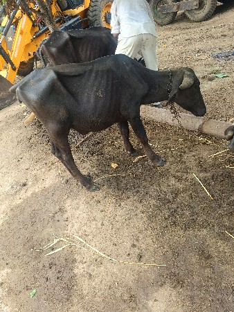 જાફરાબાદી પાડી વેચવાની છે