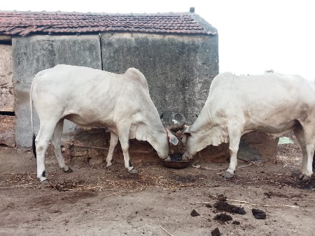 બળદ વેચવા ના છે