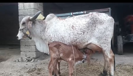 ગાય વેસવાની સે