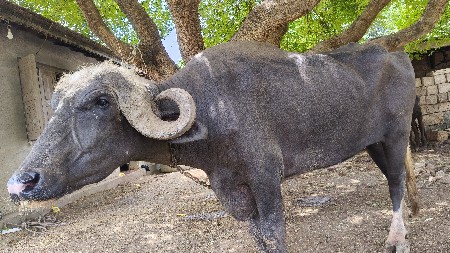 આ પાકડી ખડેલી વેચવાની છે
