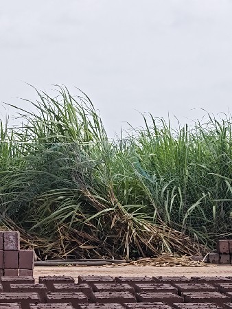 શેરડી