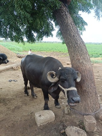 ભેંસ વેચવાની છે