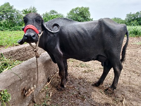 ભેંસ વેચવાની છે