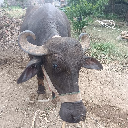 વેચાણ છે