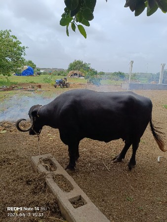 ભેંસ વેચવાની છે