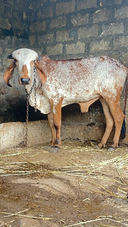 વેચવાની છે