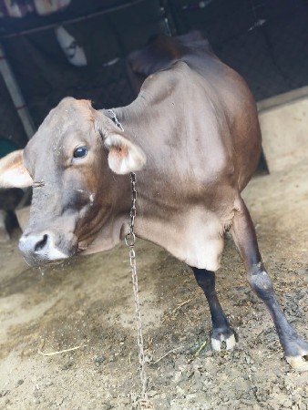 hf કોષ ૨૦દીવસ વીયણલ