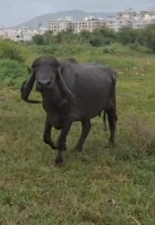 ભેંશ વેચવાની છે....