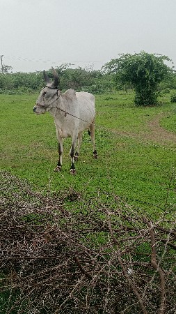 બીપી