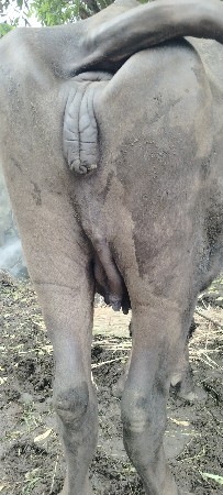 ખડેલી વેચવાની છે
