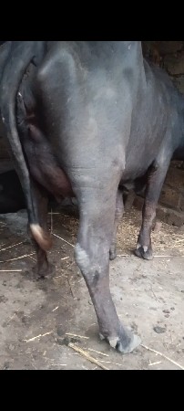 4 ચાર દિવસની ભેંસ વિયાણેલી છે