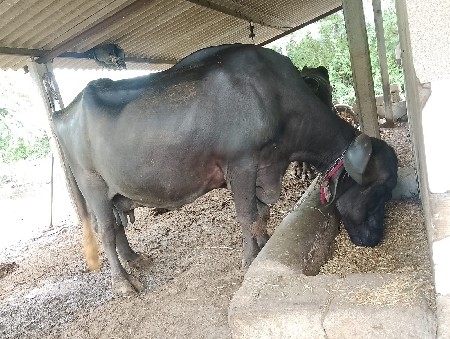 bhesh vechva ni se