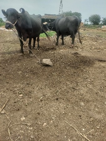 બે ભેંસ વેચવાની છે