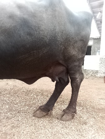 આ ભેંસ વેચવાની છૈ કીંમત 75 હજાર
