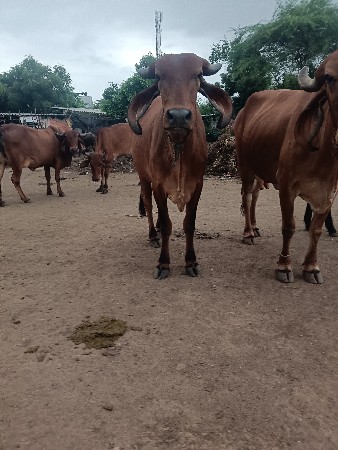 ગીર ઓડકી વેચવાની