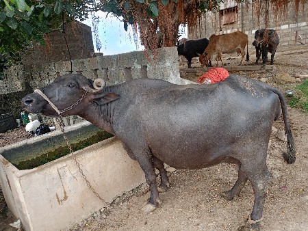 બની ભેંસ વેચવાની છે