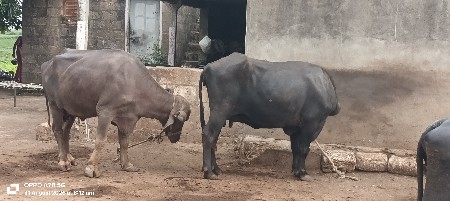 bhesu vechava ni se