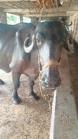 પેલું વેતર