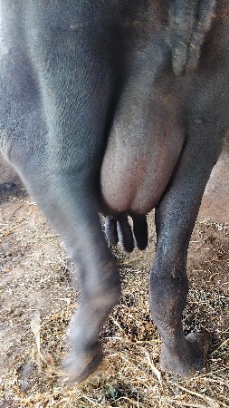 4. VTR. VYASA