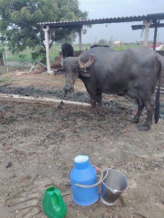 ભેંસ વેચવા ની છે