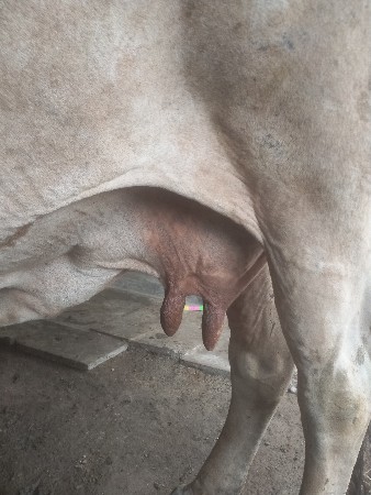 ગાય વેચવાની છે