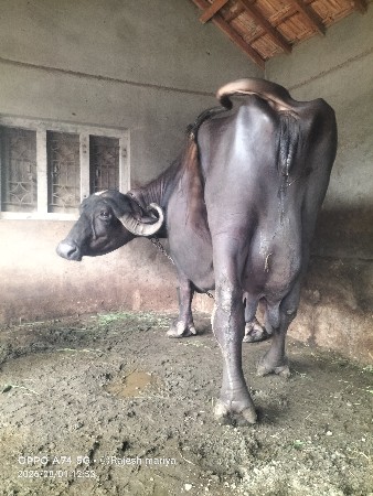 ભેંસ વેચવાની છે