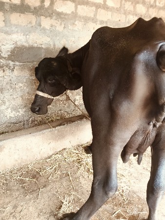 ભેંસ. વેચવાની છે