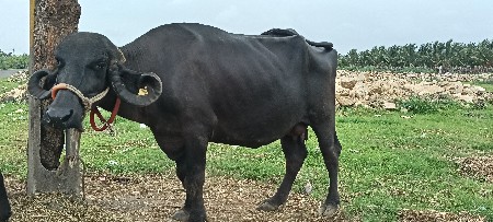 ભેંસ વેચવાની છે