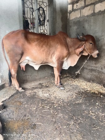 દેશી ગાય વેચવાની છે