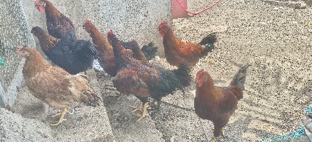 આ મરઘા વેચવાના છે