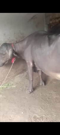 પારેટ ભેશ વેશવાની છે