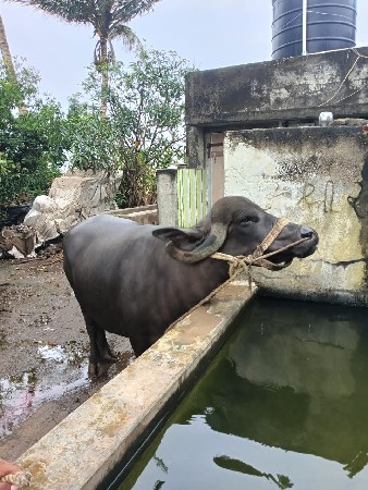 રાજાભાઈ કારાવદરા