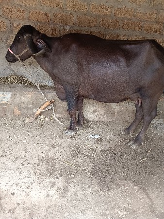 ભહેશ વેચવાની છે