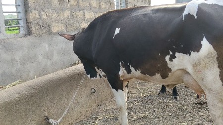 બીજું વેતર ગાય