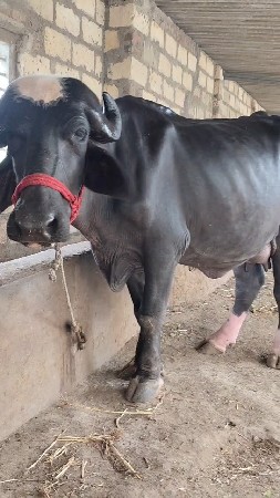 જાફરાબાદી ભેંસ વેચવાની છે