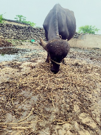 પાડો વેચવાનો છે