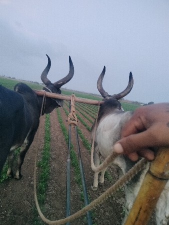બળદ જોડ આપવાની છે