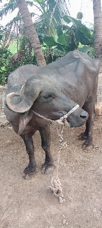 પેલુ ખડેલી વેચવાની છે