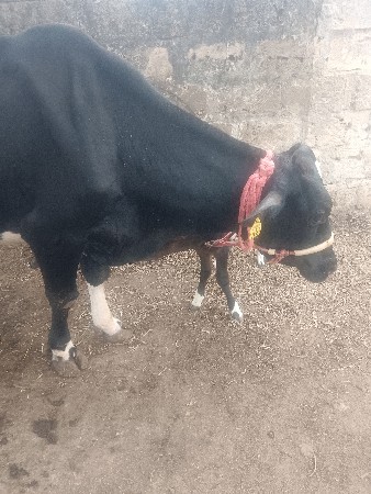 બે દીવશ ની વીયાણેલ છે