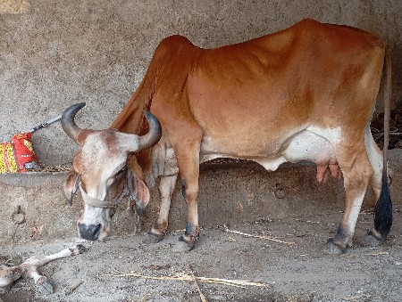 ગાય વેસવાની છે