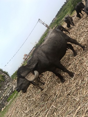 આ ભેંસ વેચવાની છે