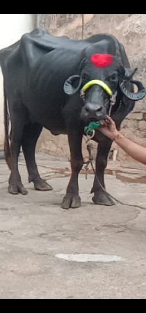 ભેંસ વેચવાનું છે 3 છે