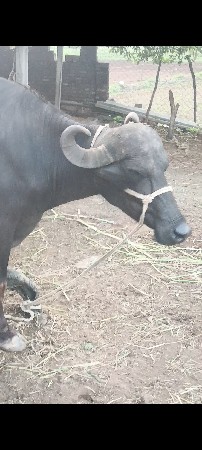 10 15 દિવસની કાચી છે