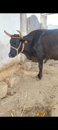 વઢિયારી ક્રોસ ગાય
