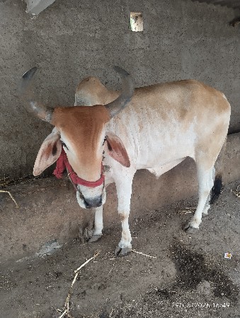 ગોઢલા વહેંચવા ના છે